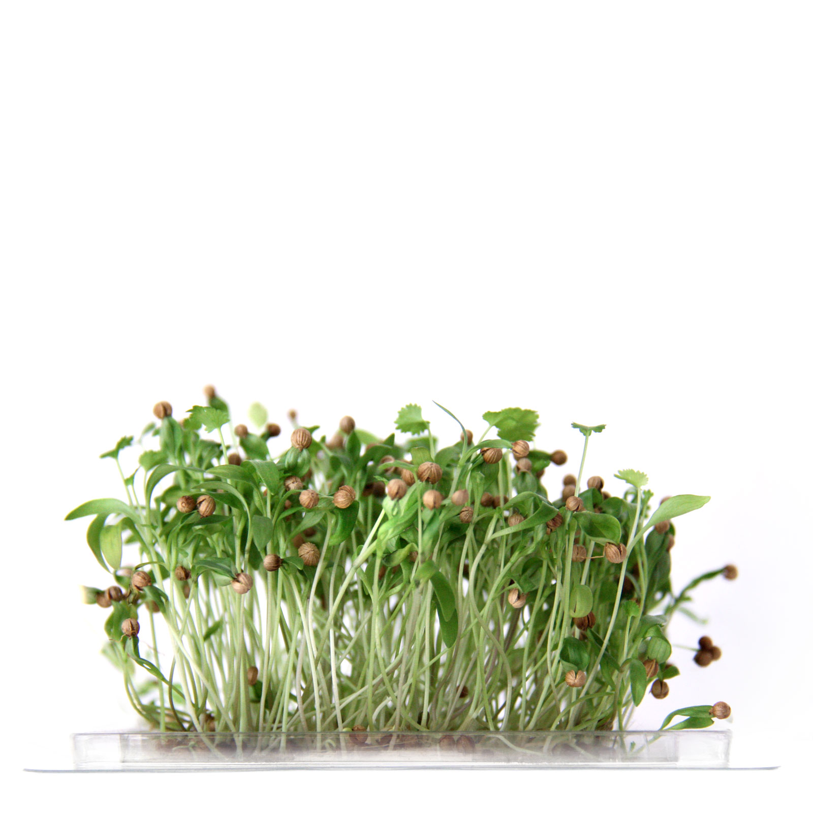 InstaGreen Microgreen cup with Coriander