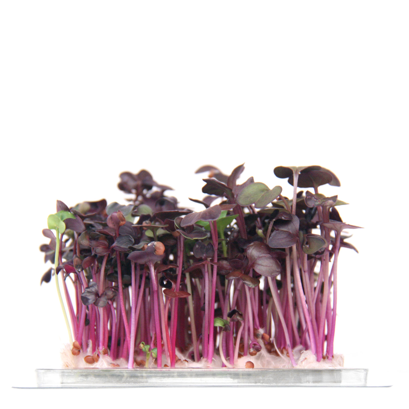 InstaGreen Microgreen cup with Red Daikon