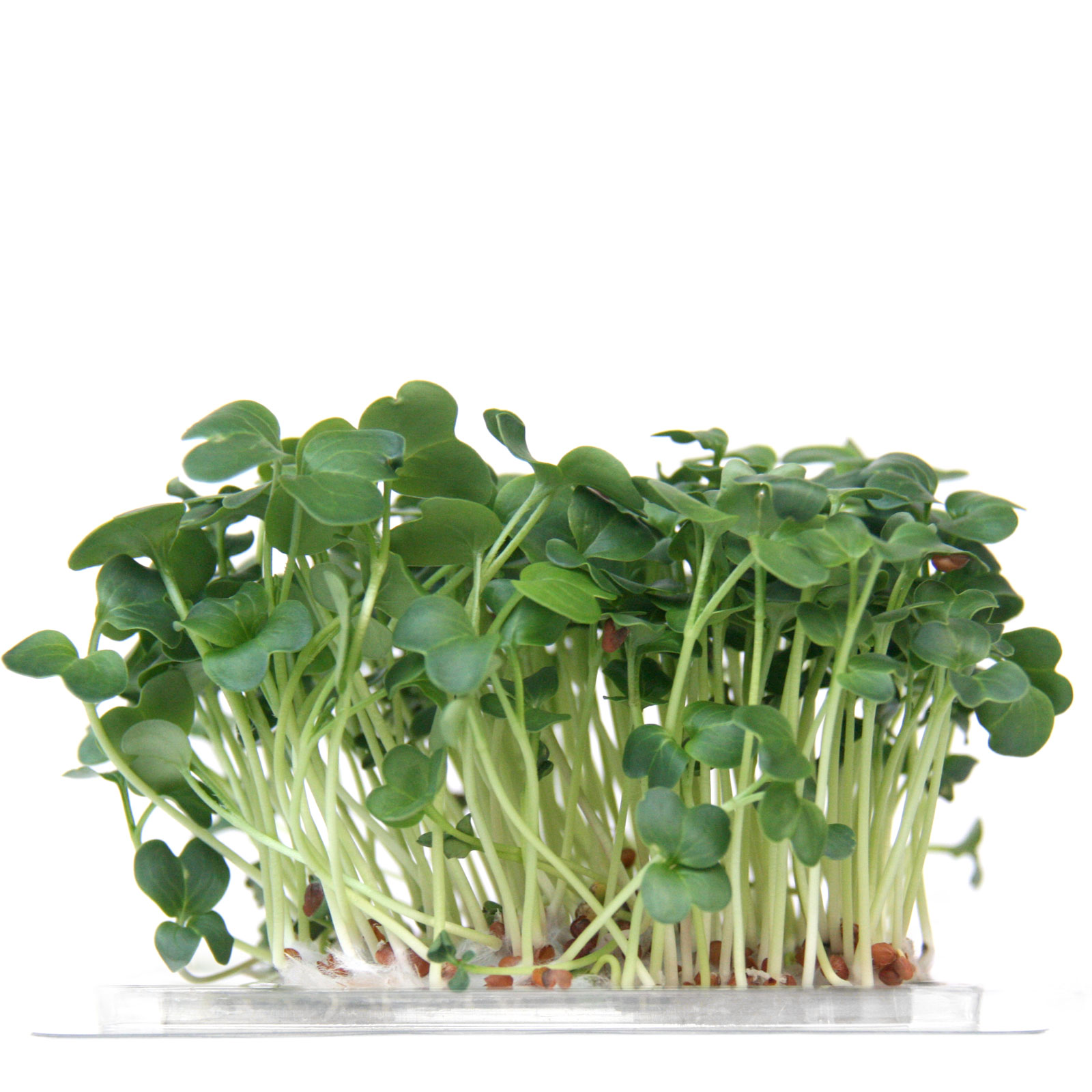 InstaGreen Microgreen cup with Green Daikon