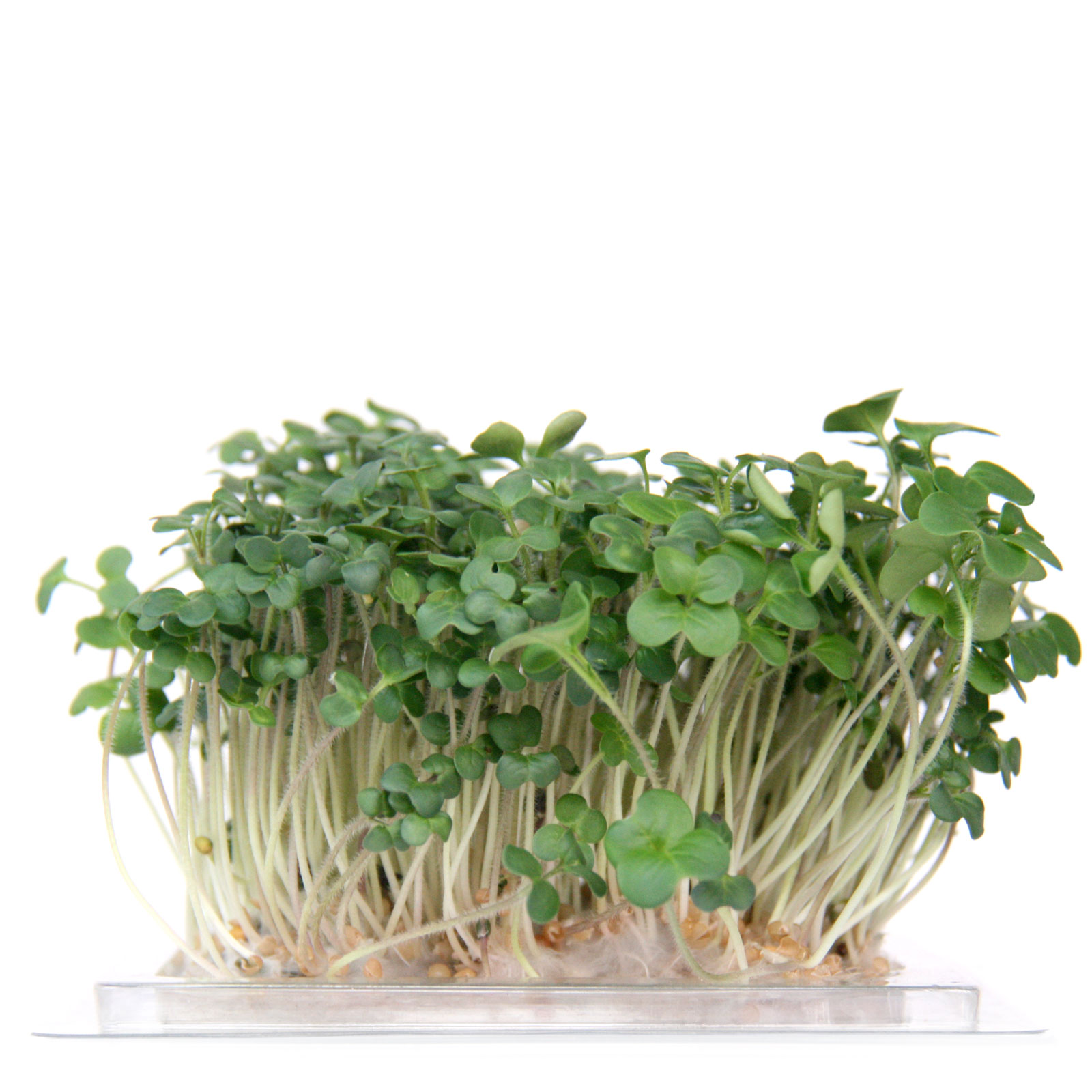 InstaGreen Microgreen cup with Mustard