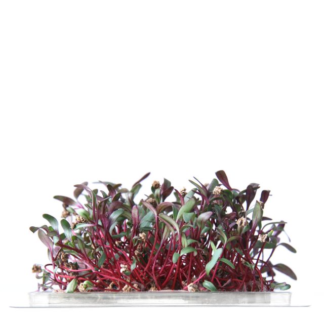 instagreen-product-remolacha
