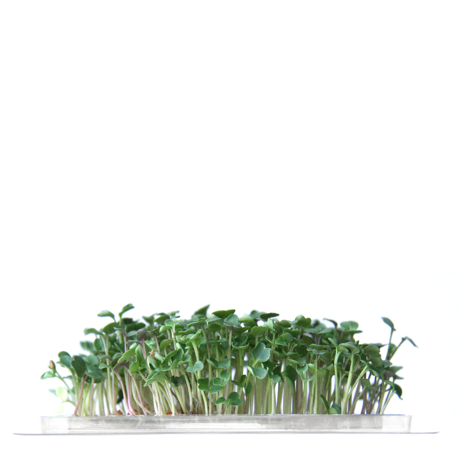 InstaGreen Microgreen cup with Rucula