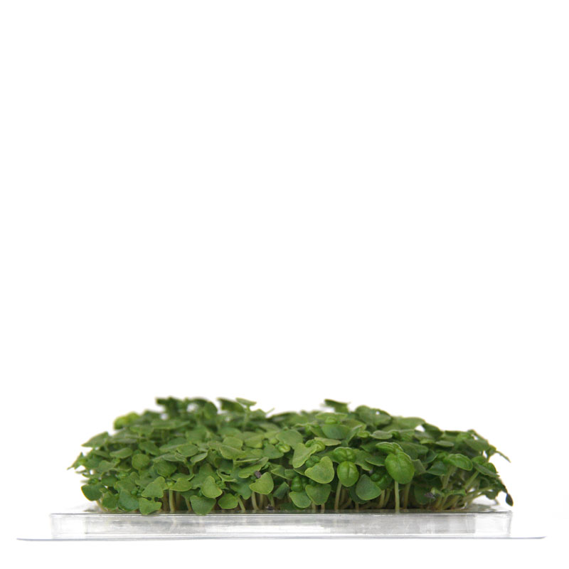 InstaGreen Microgreen cup with Basil