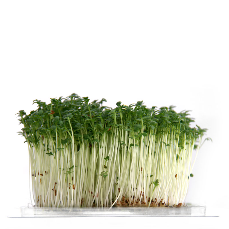 InstaGreen Microgreen cup with GardenCress