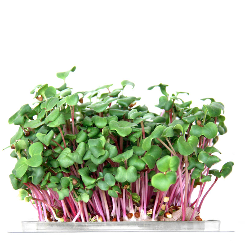 InstaGreen Microgreen cup with Pink Daikon