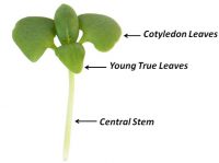 The 3 edible components of a microgreen: the central stem, the cotyledon leaves and the young true leaves.