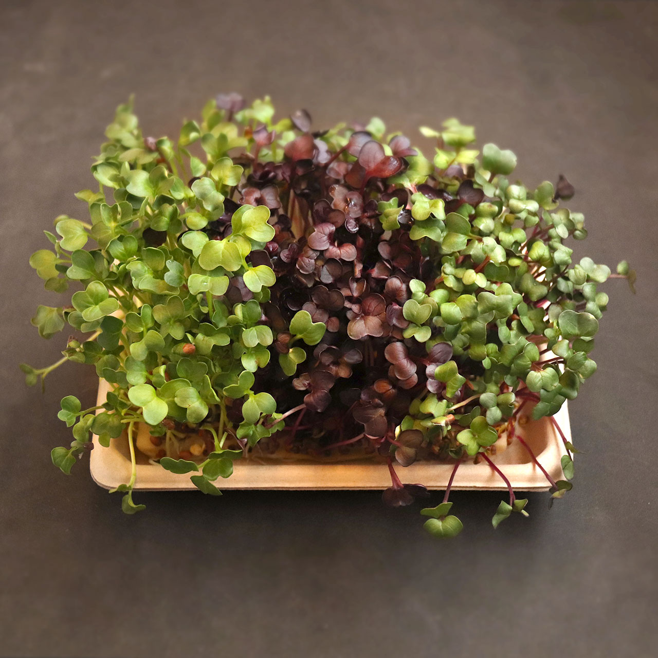 Home grow kit - fully grown microgreens