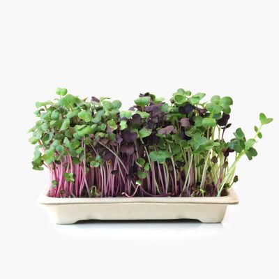 Home grow kit daikons (radish)