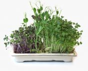Home grow kit with mild microgreens - peashoot, red cabbage, kale