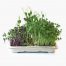 Home grow kit with mild microgreens - peashoot, red cabbage, kale