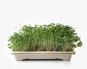 Home grow kit with spicy microgreens - rucula, gardencress, mustard