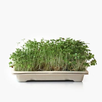 Home grow kit with spicy microgreens - rucula, gardencress, mustard