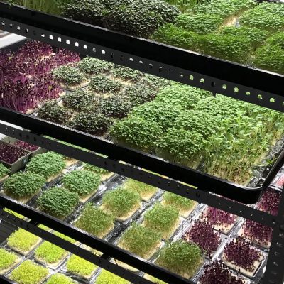 InstaGreen cultivation system with layers of beautiful microgreens