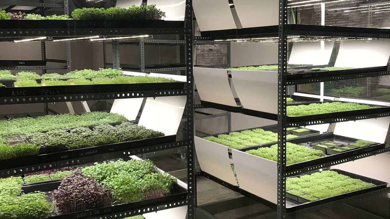 GROWING SYSTEM FOR EFFICIENT MICROGREEN PRODUCTION