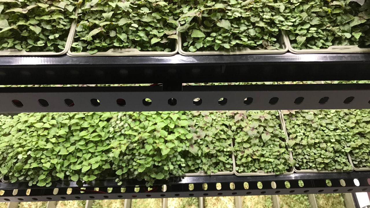 instagreen growing system layers