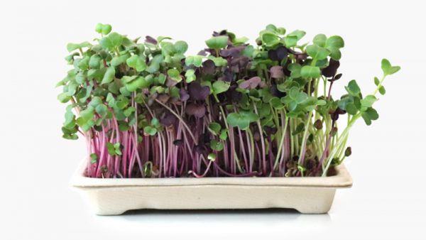 Home grow kit Daikons - full of beautiful microgreens