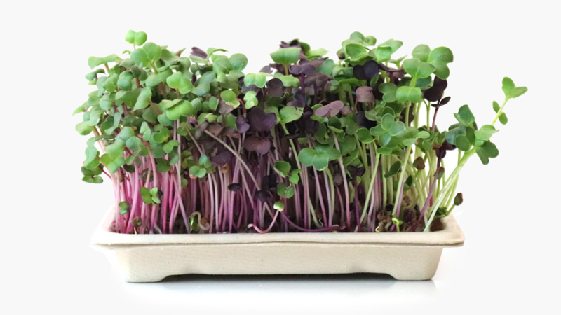 Home grow kit Daikons - full of beautiful microgreens