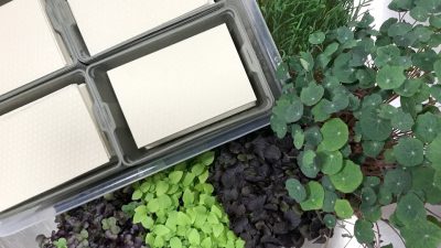 instagreen starter kit con bandejitas, celulosa y semillas