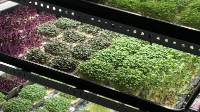 Closeup of instagreen cultivation system in the vertical indoor urban farm in Barcelona