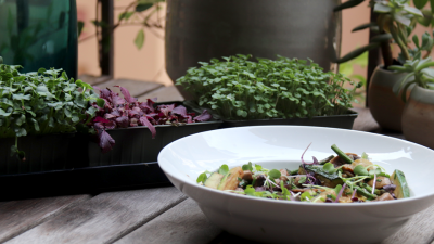 Grow microgreens at home and create wonderful dishes