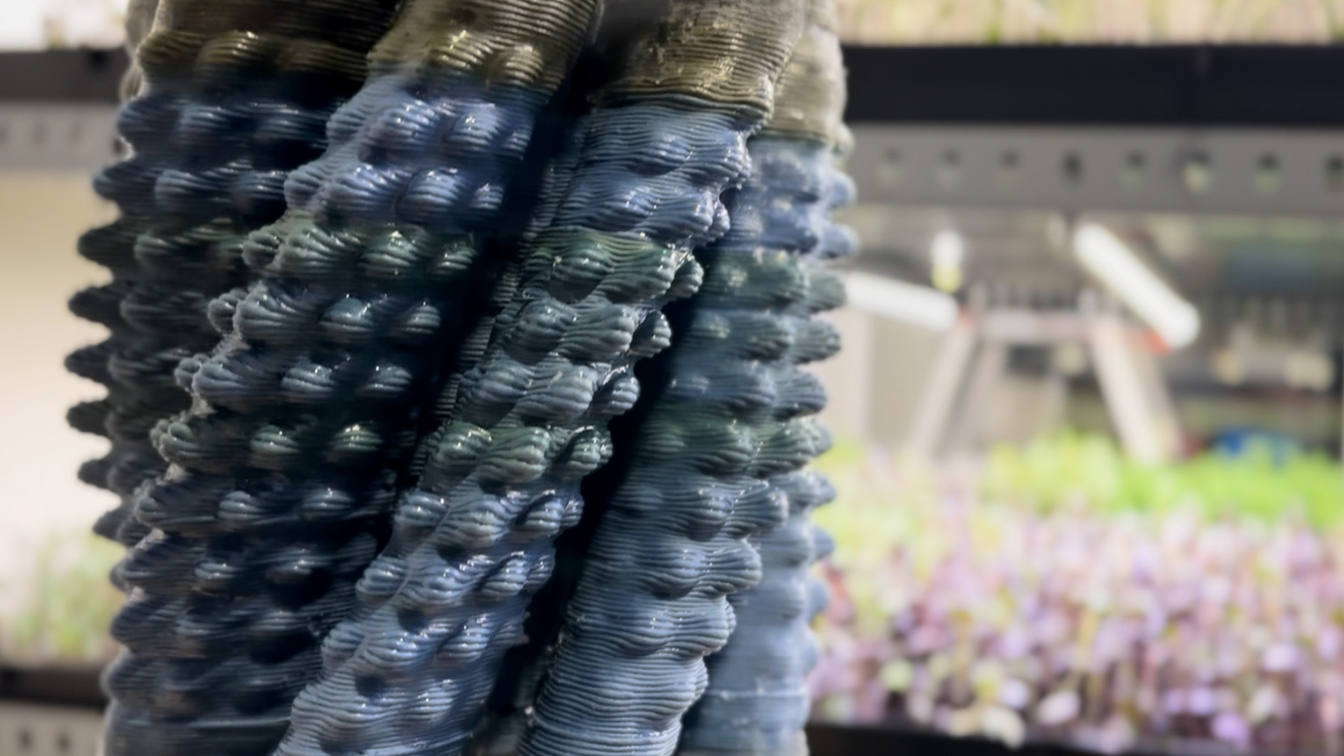 00 – Cooling Cactus Closeup 1920 x 1080 – Re-Source Society – Nicolas Rotta-InstaGreen – 2025 – ©NicolasRotta-InstaGreen